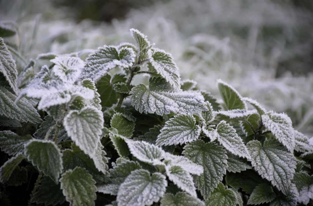 The Affect of Snow On Your Outdoor Plants ATC Landscape