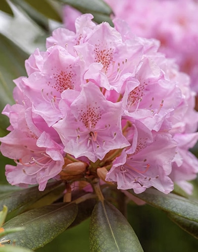 Spring Is HERE! Check Out These Landscaping Reminders!
