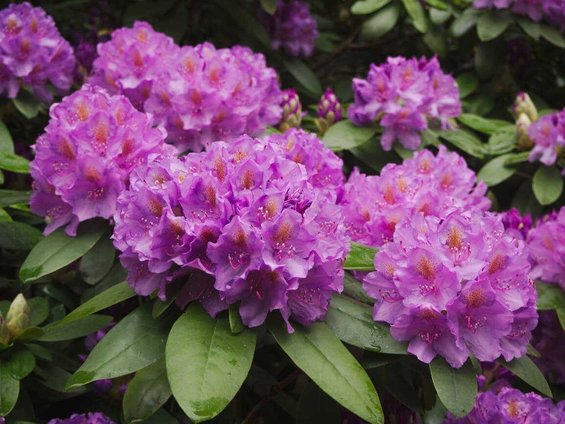 Grow and Prune Rhododendrons Like a Pro in Coquitlam, Port Moody, Pitt ...
