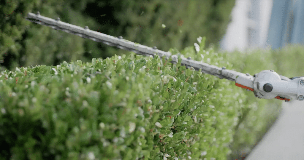 laurel hedge trimming and pruning in coquitlam, port moody, pitt meadows