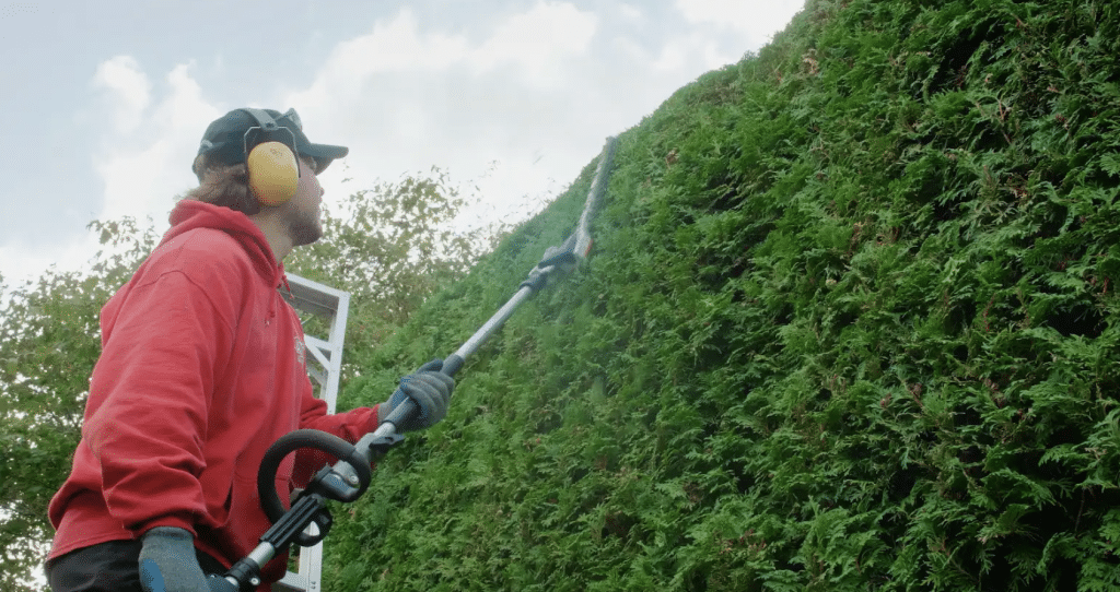 cedar hedge trimming and pruning coquitlam, port moody, pitt meadows