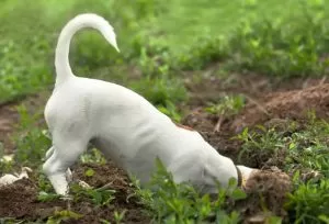 dogs digging holes