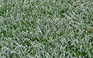 frost and lawncare