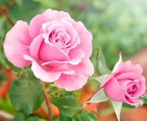 rose gardening 