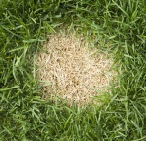 repair bald spots on lawn